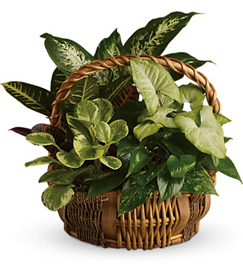 Emerald Garden Basket from Racanello Florist in Stamford, CT